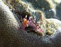 97- Flabellina exoptata, un nudibranche de 2cm environ - Ilot Signal
